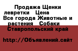 Продажа Щенки левретки › Цена ­ 40 000 - Все города Животные и растения » Собаки   . Ставропольский край